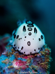Rhapsody in Blue. Nudibranch - Jorunna funebris. Ang Thon... by Stefan Follows 